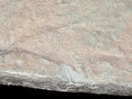 Rare Fossil Reptile Skin Impression - Green River Formation #12267-5